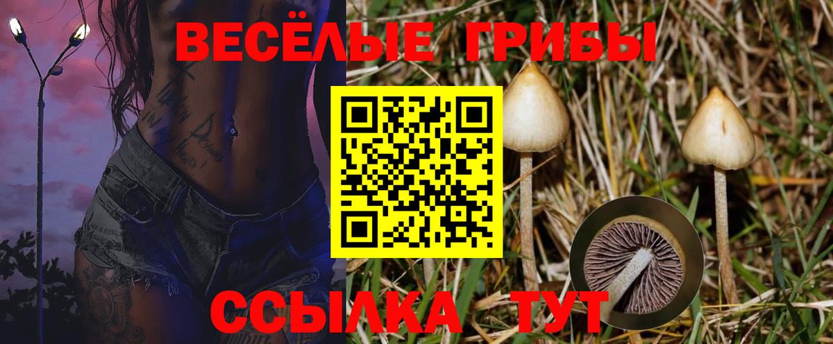 Псилоцибиновые грибы Psilocybine cubensis  Галлюциногенные грибы Psilocybe  дарнет шоп  Барабинск 